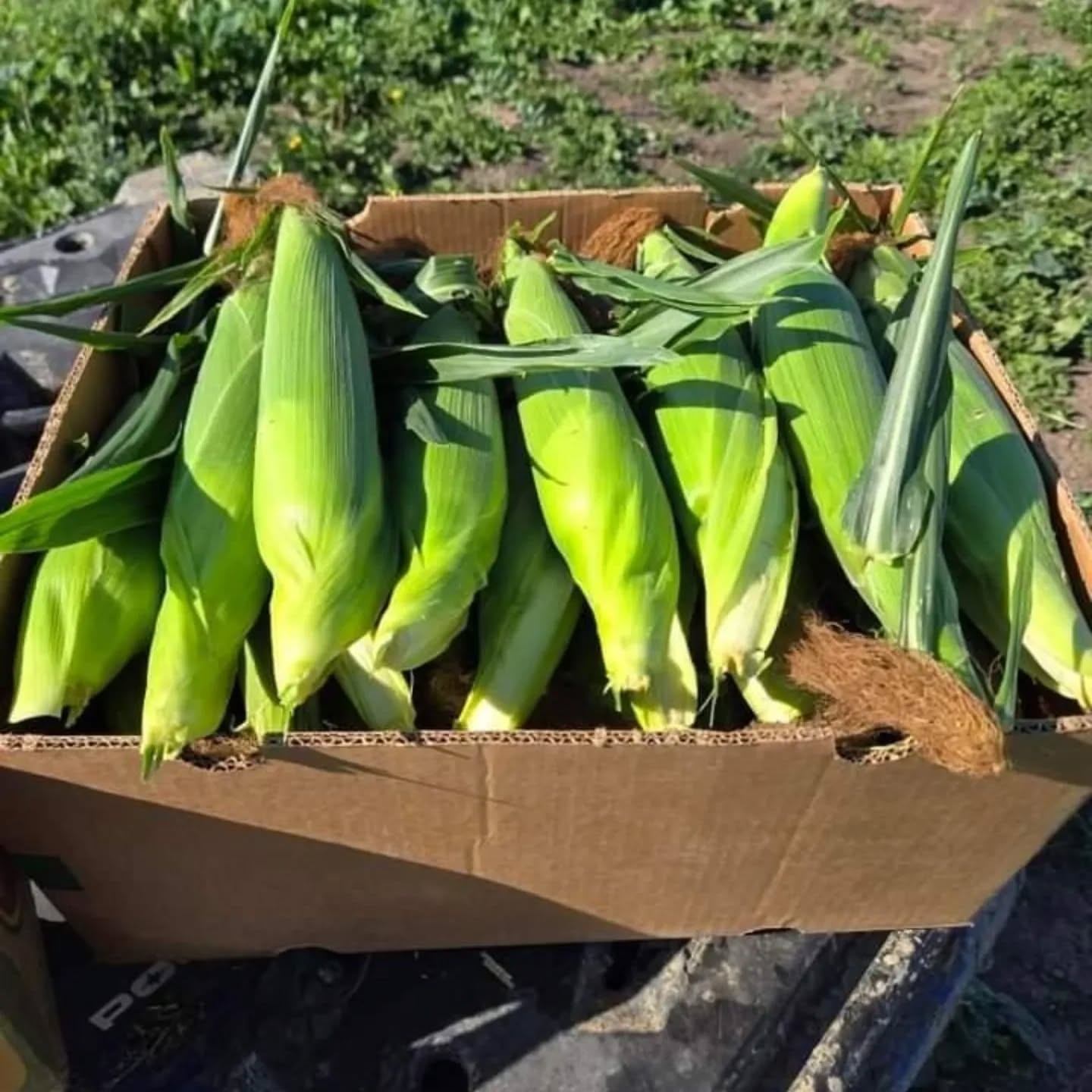 Box of fresh green corn cobs in husks resting outdoors on farm surface.