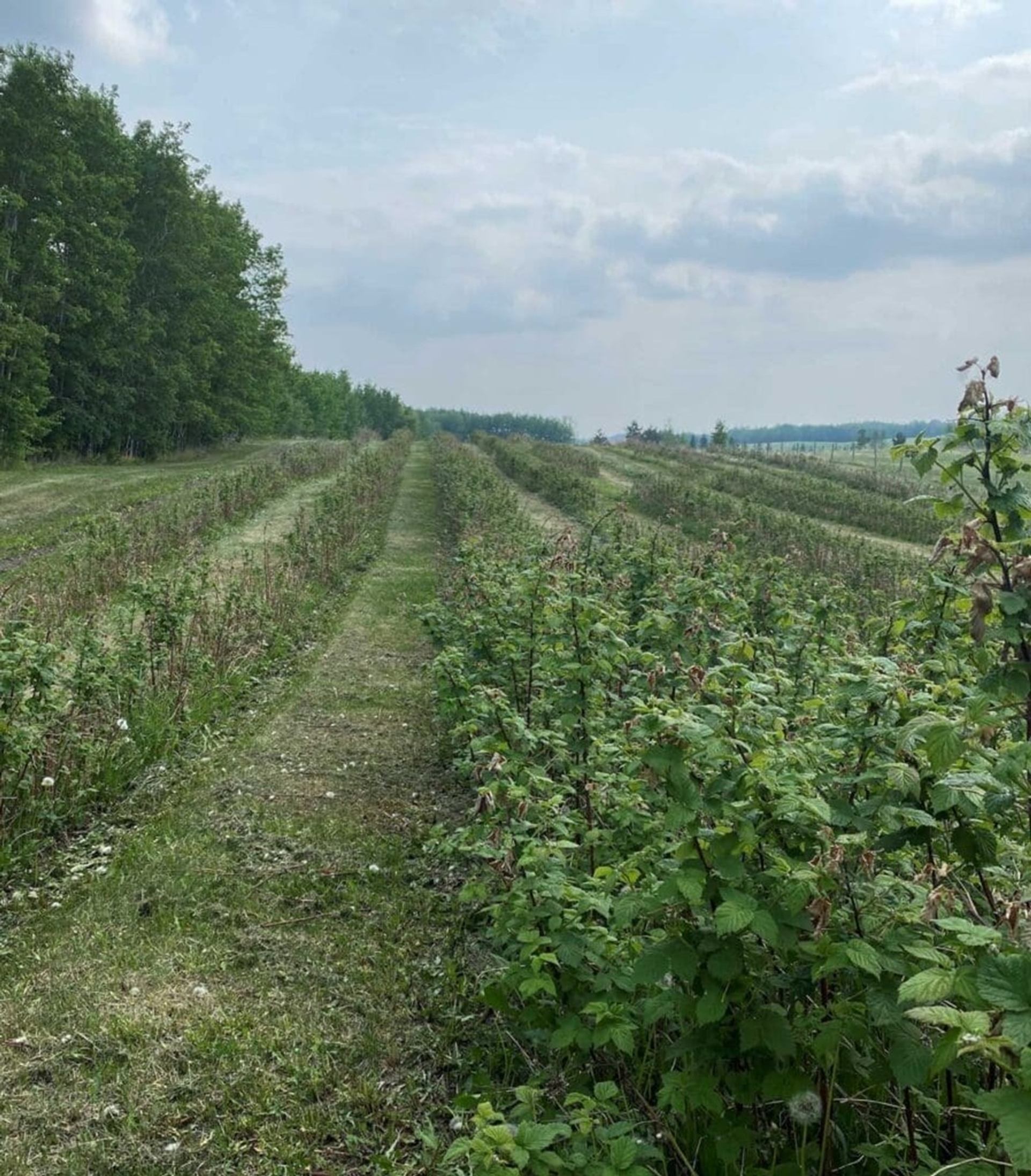 Rows of low green bushes in a large field beside a dense tree line.