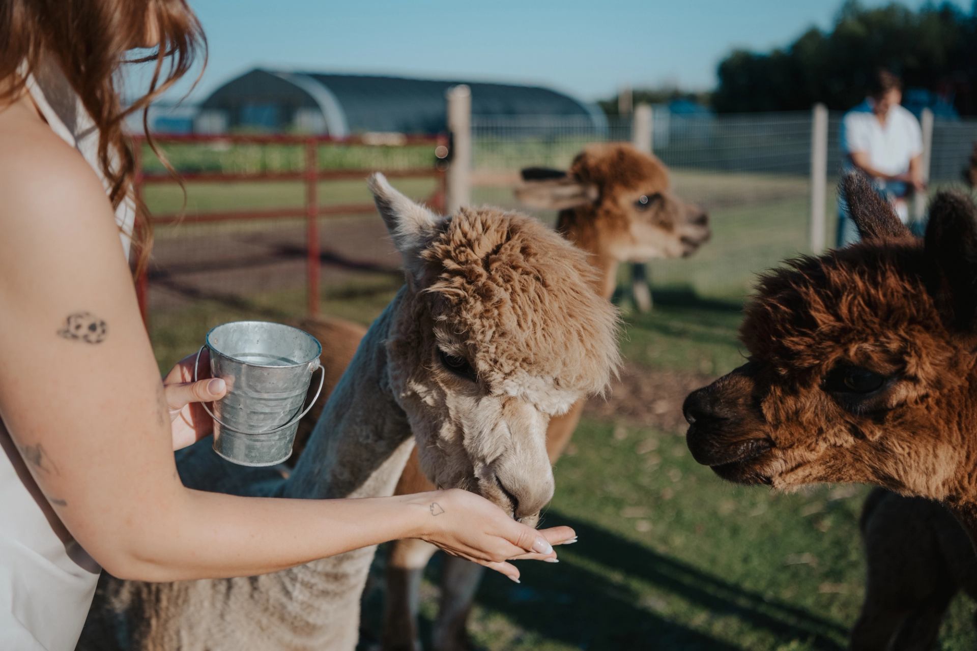 A person hand‑feeding alpacas in a sunny outdoor enclosure.