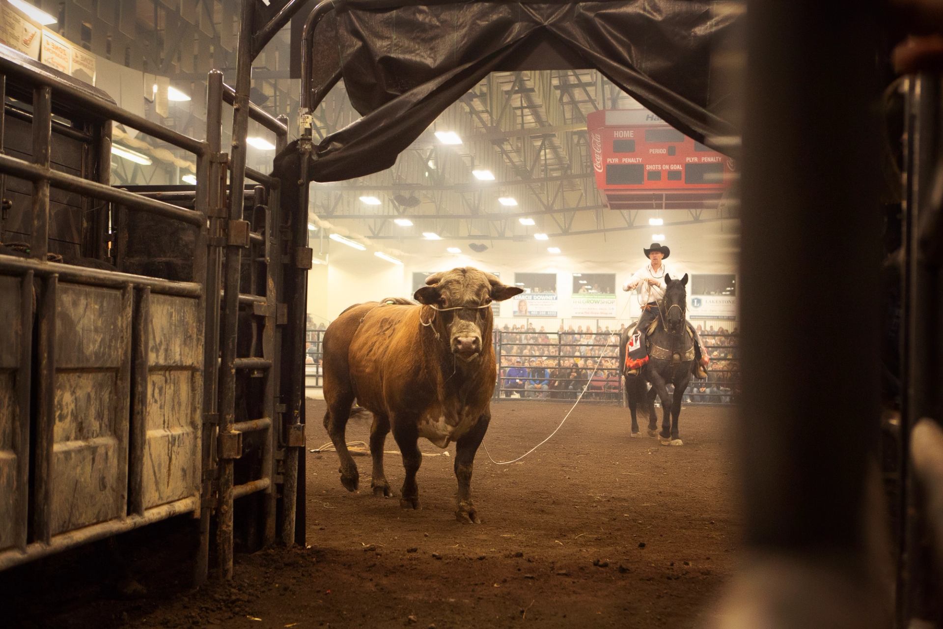 Bull standing in rodeo arena as rider on horseback holds rope before crowd.