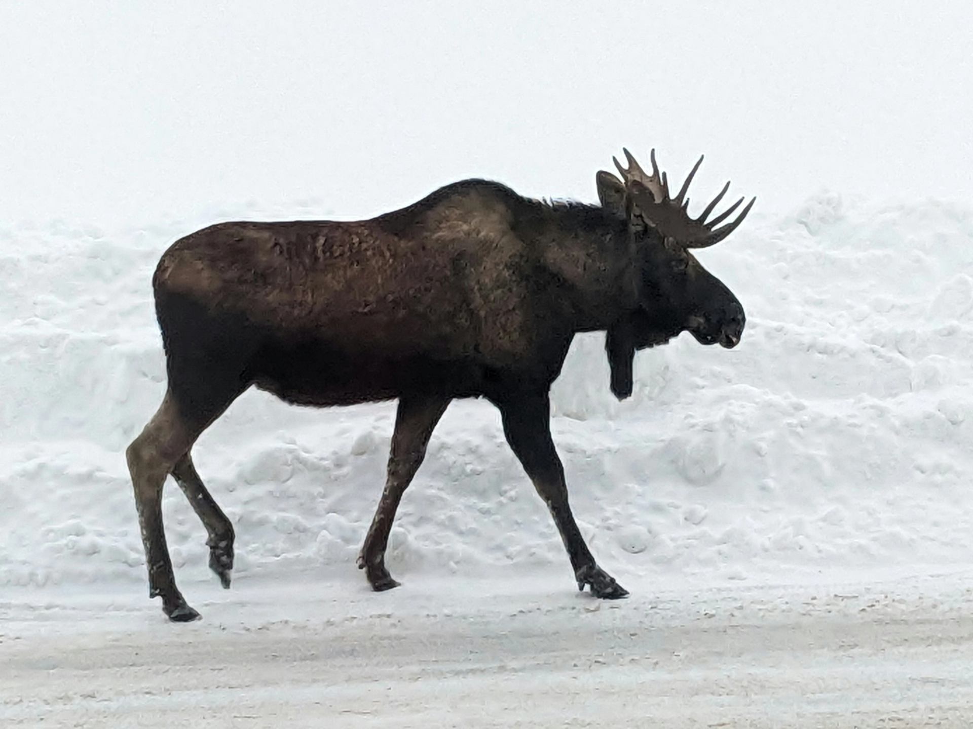 Bull moose with large antlers walks along a snow-covered road.