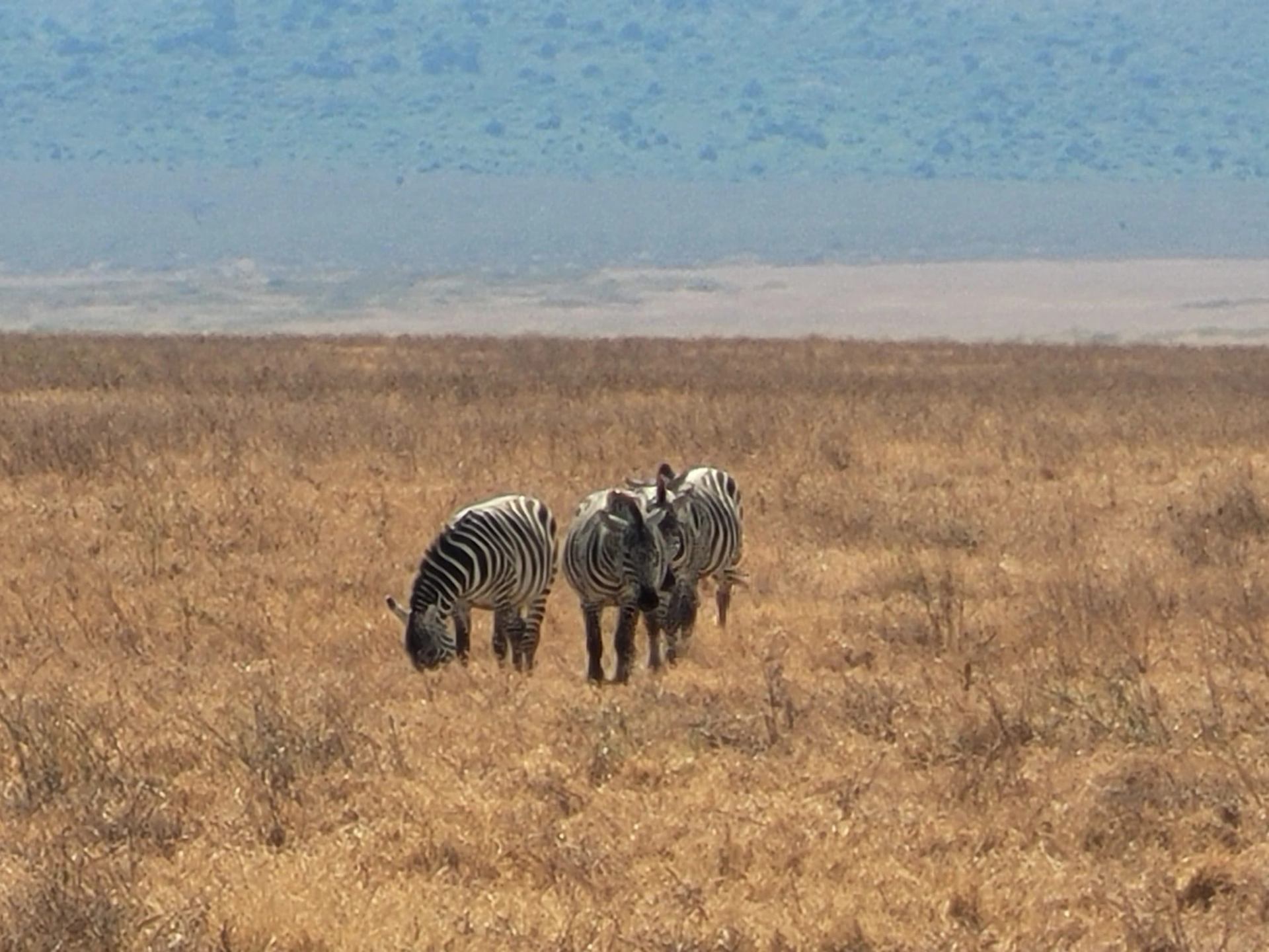 Zebras grazing in dry savannah with hills in the distance.
