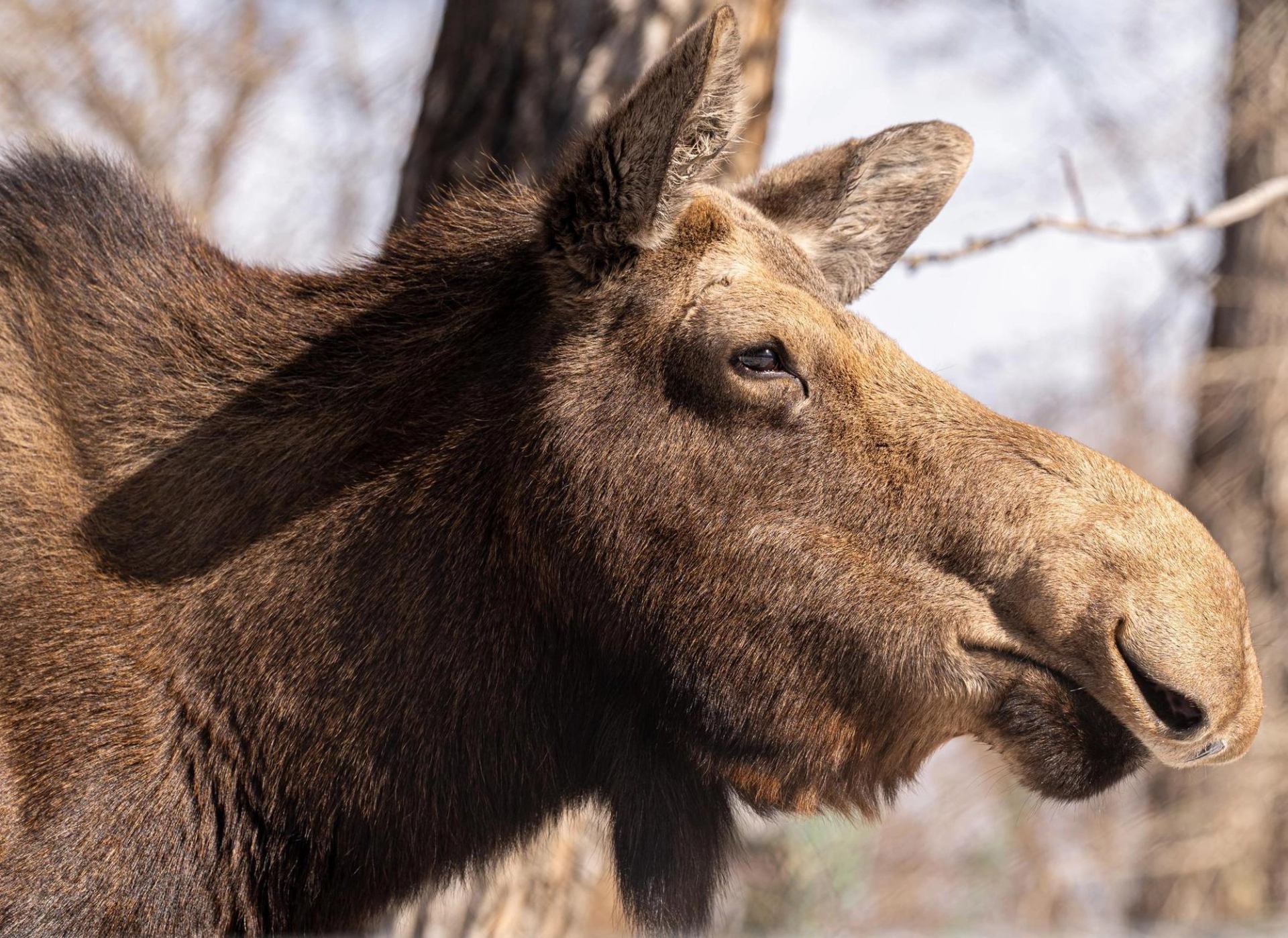 Close-up side view of a moose head with brown fur and large ears outdoors.