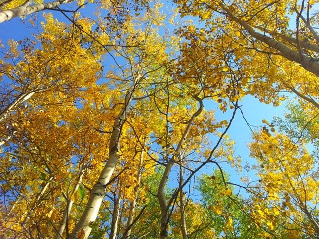 Trees with fall coloured leaves