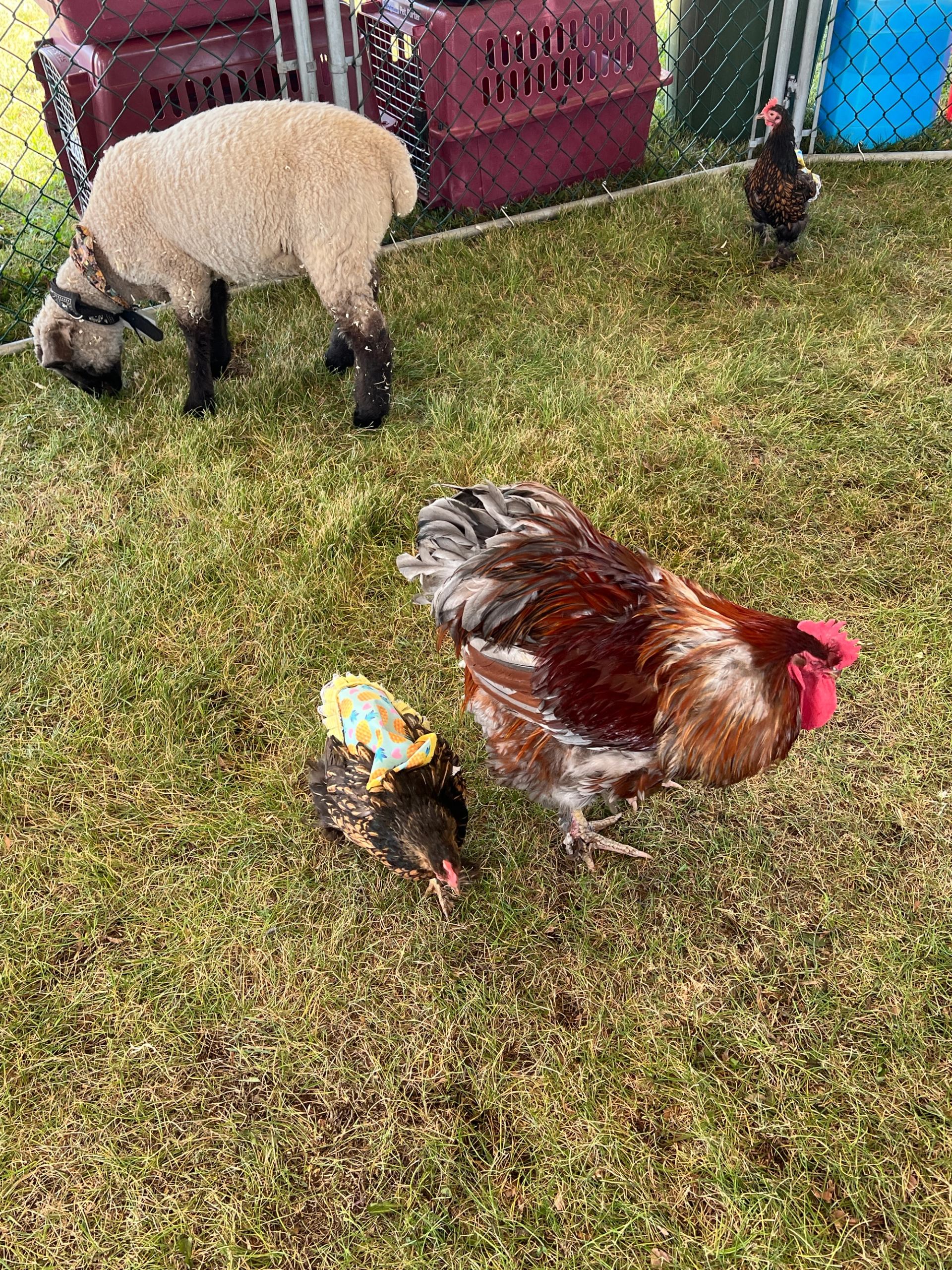 Rooster, small chicken, and sheep grazing inside a fenced grassy pen.