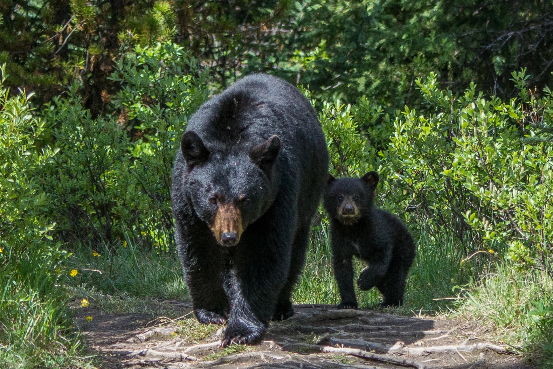 A black bear and cub walking through a trail.