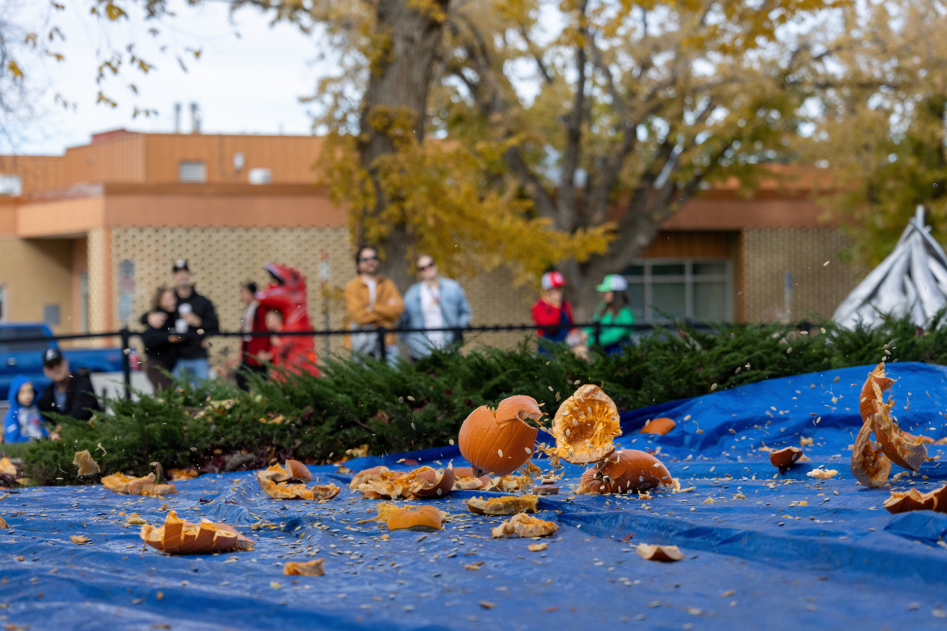 Smashed pumpkins scatter across a blue tarp as people watch behind a fence.