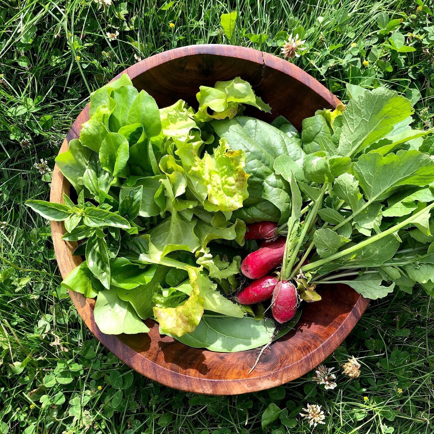 Wooden bowl of fresh leafy greens, radishes, and lettuce on grass.