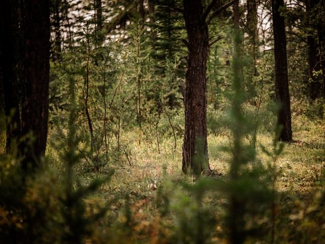Dense forest floor with young green saplings and tall trees in Harmon Valley Park.