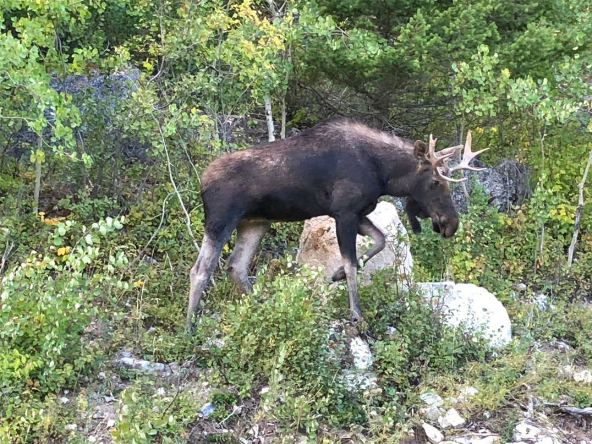 Bull moose with antlers walking among rocks and dense green shrubs in forest.
