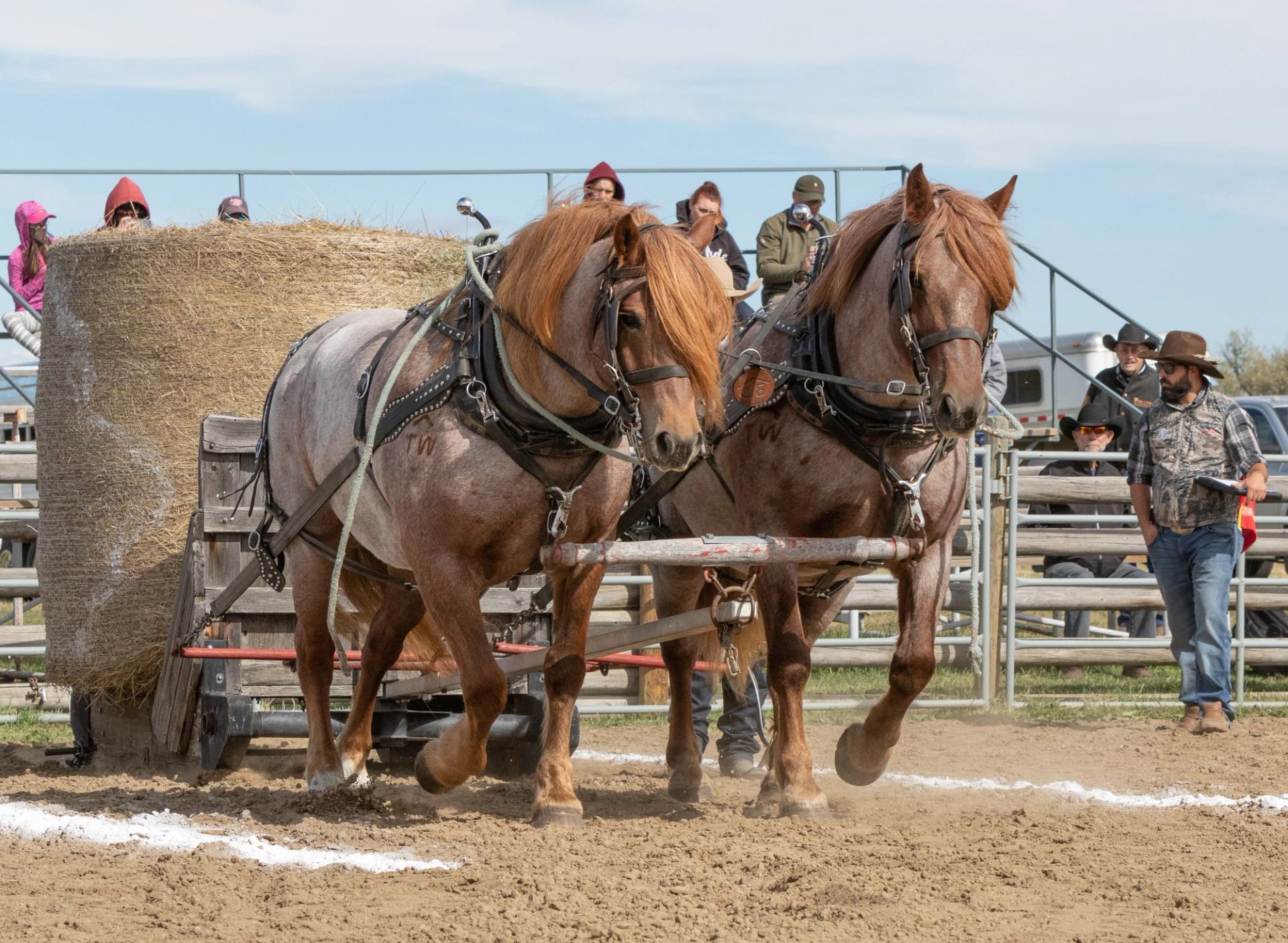 Hay pulling competiton