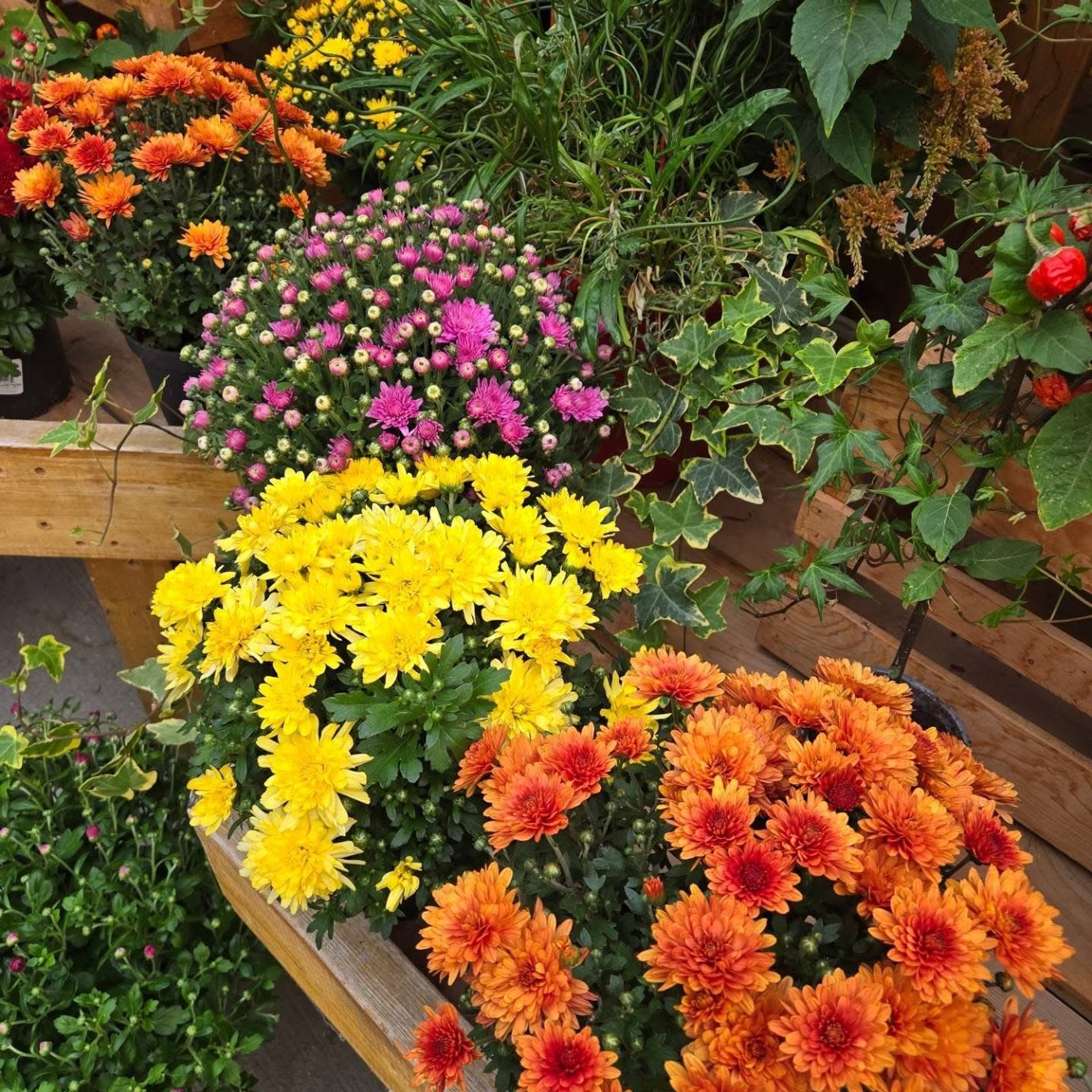 Bright flowers in a garden.