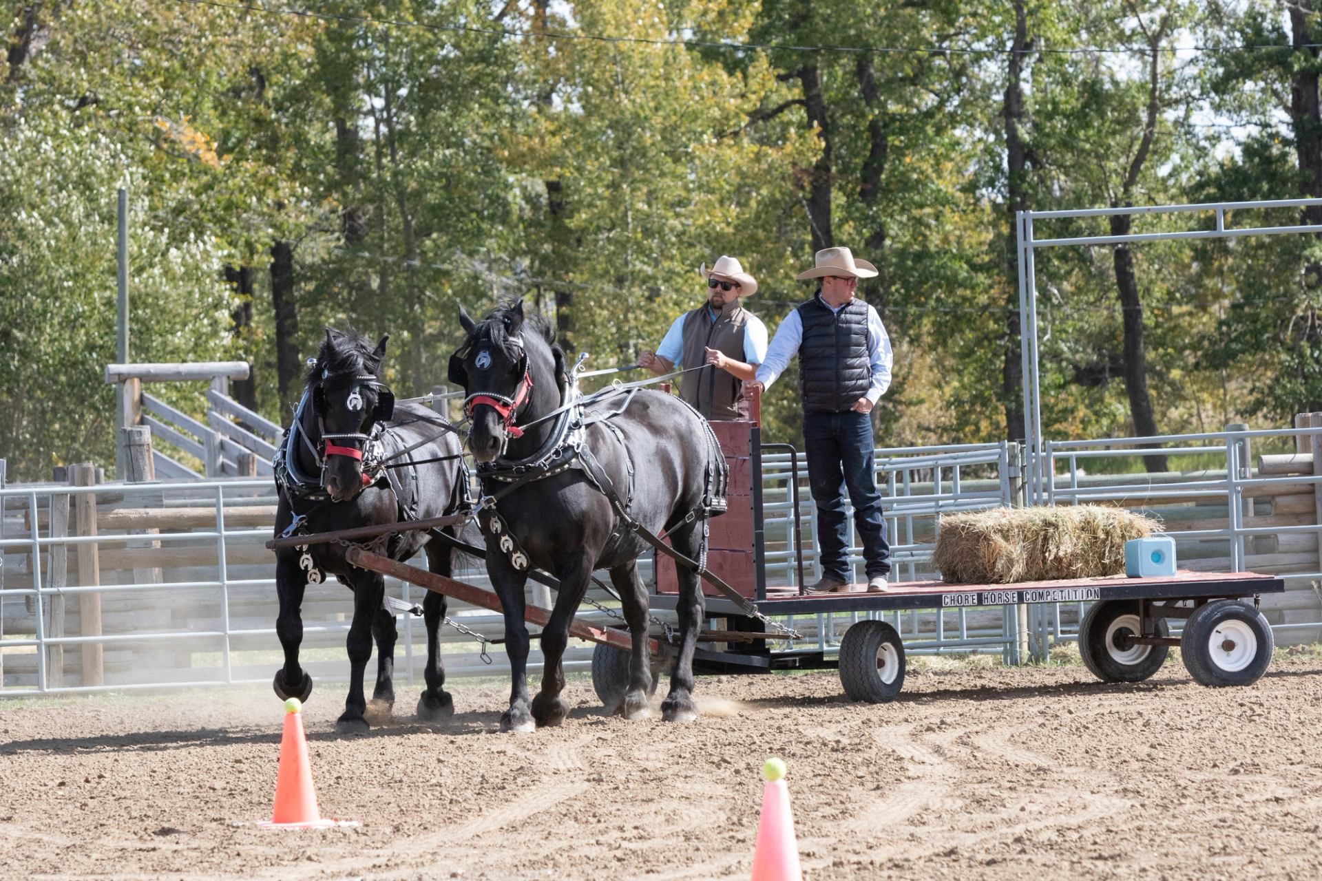 A pair of draft horses haul a wagon past cones during a chore horse event.