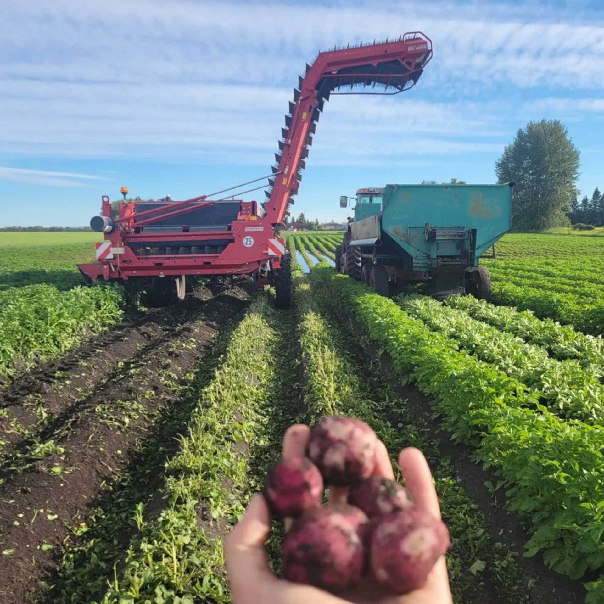 Hand holding red potatoes in foreground with harvesting machines in green farm field.
