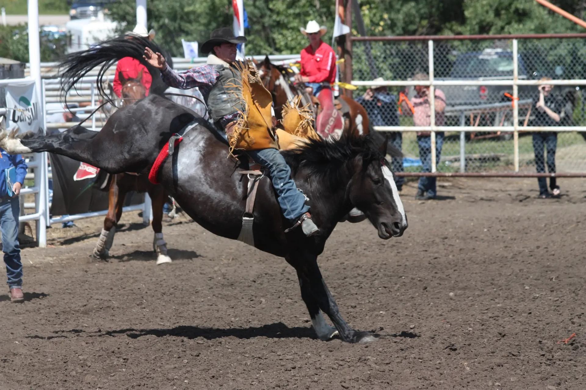 Rider holding on as horse bucks during rodeo event at Bruce Stampede.