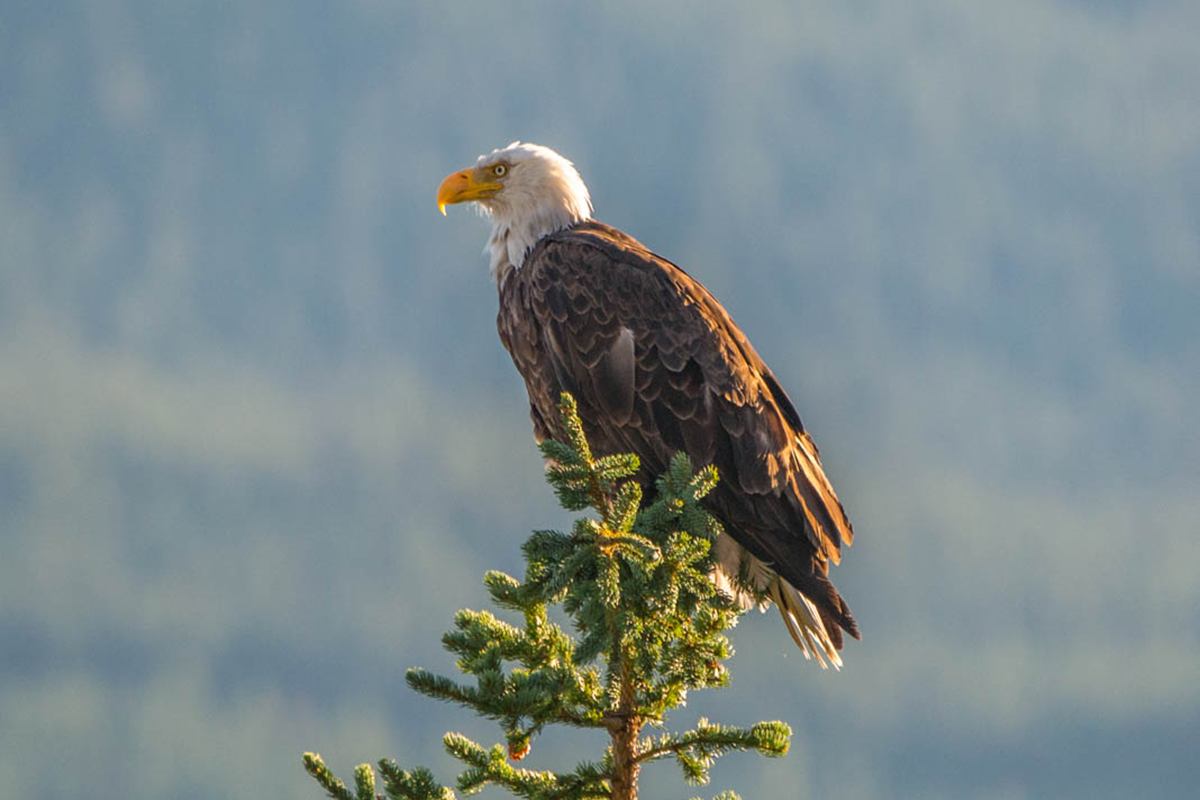 A bald eagle perched on the tip of an evergreen tree.