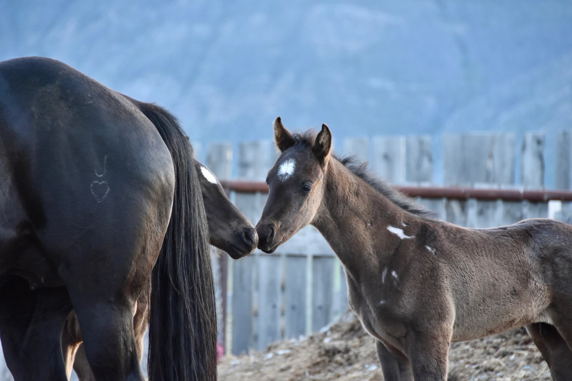 Dark foal touches noses with adult horse beside wooden fence and mountains.