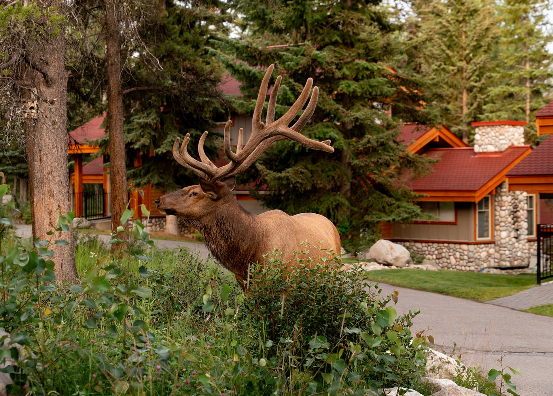 Elk standing near cabins with red roofs and forest surroundings.
