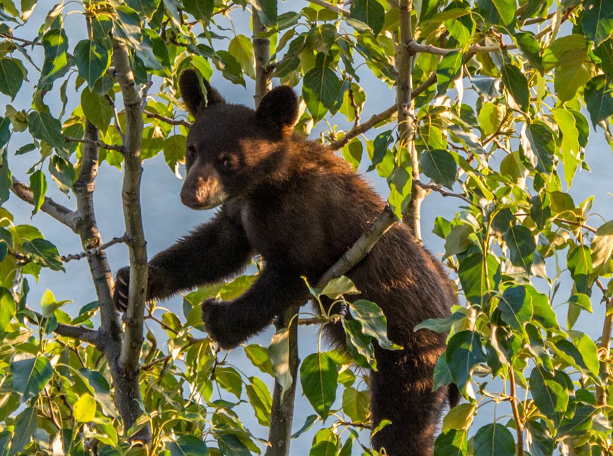 A bear cub climbed into a tree