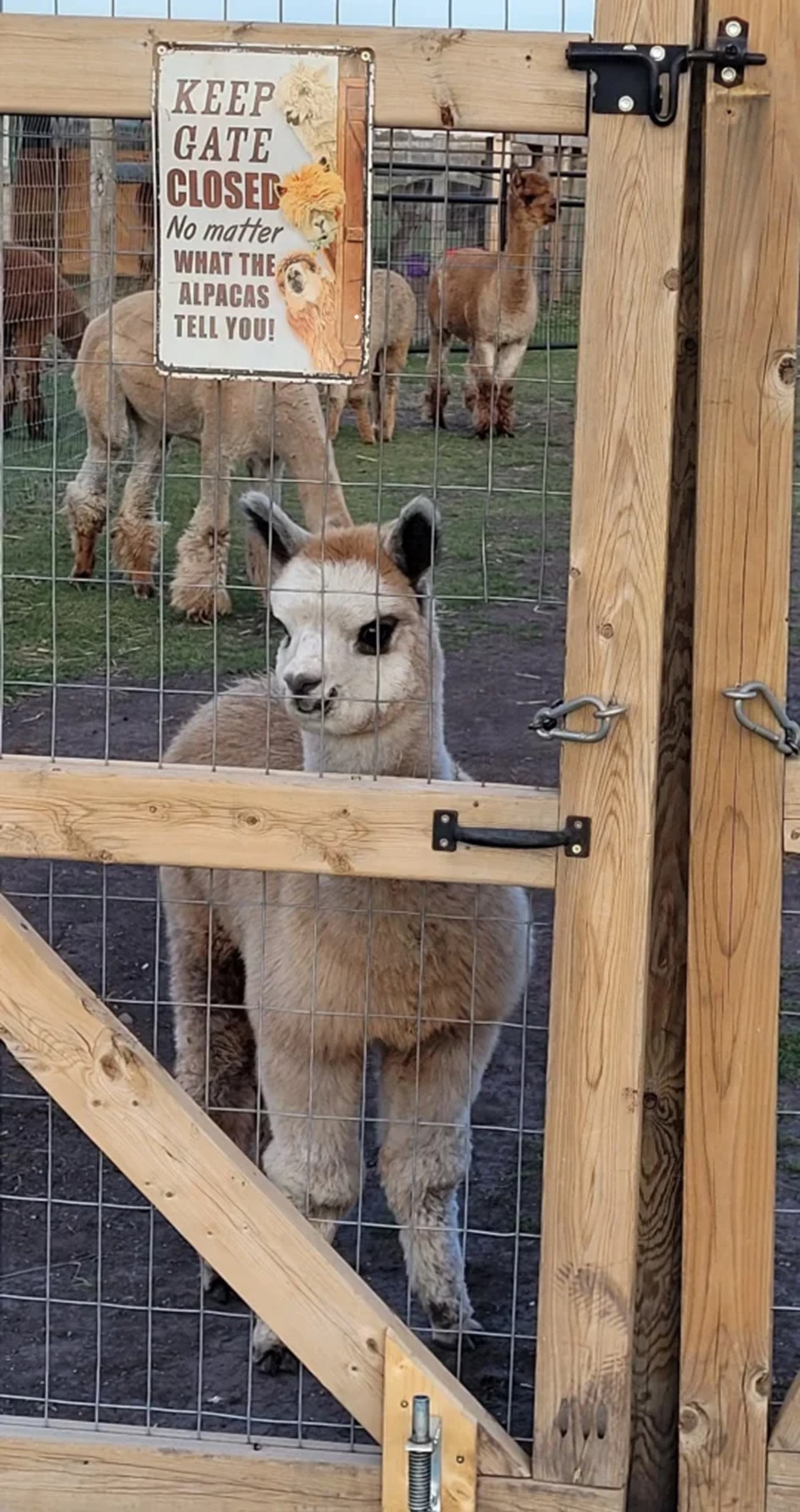 Alpaca stands behind wooden gate with warning sign, other alpacas in pen.