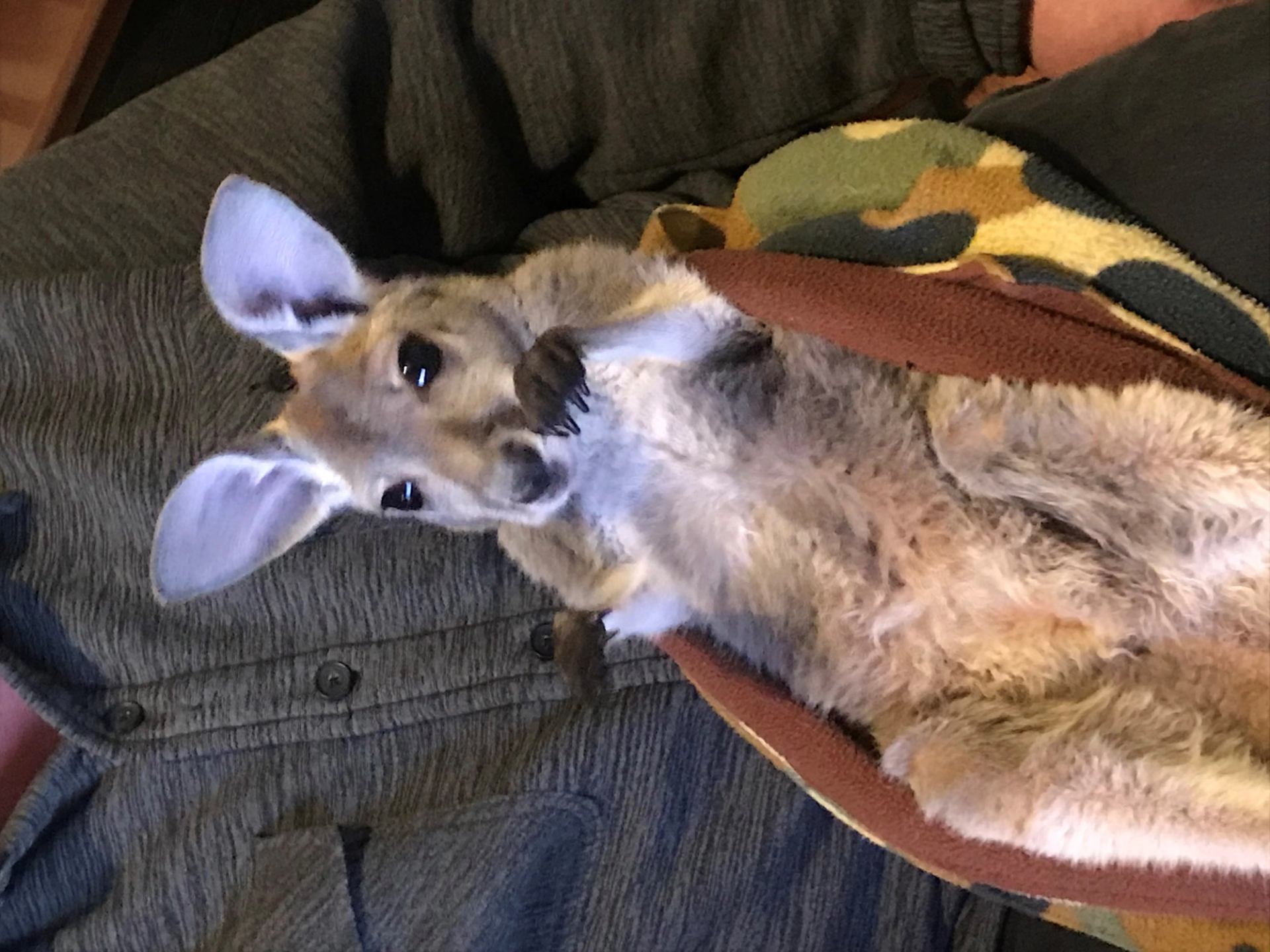 Gray and tan kangaroo resting on a padded surface inside an indoor enclosure.