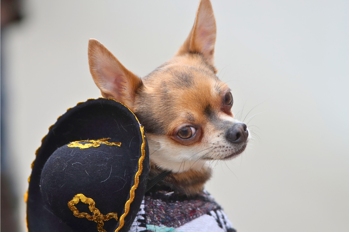 A Chihuahua dressed for the race