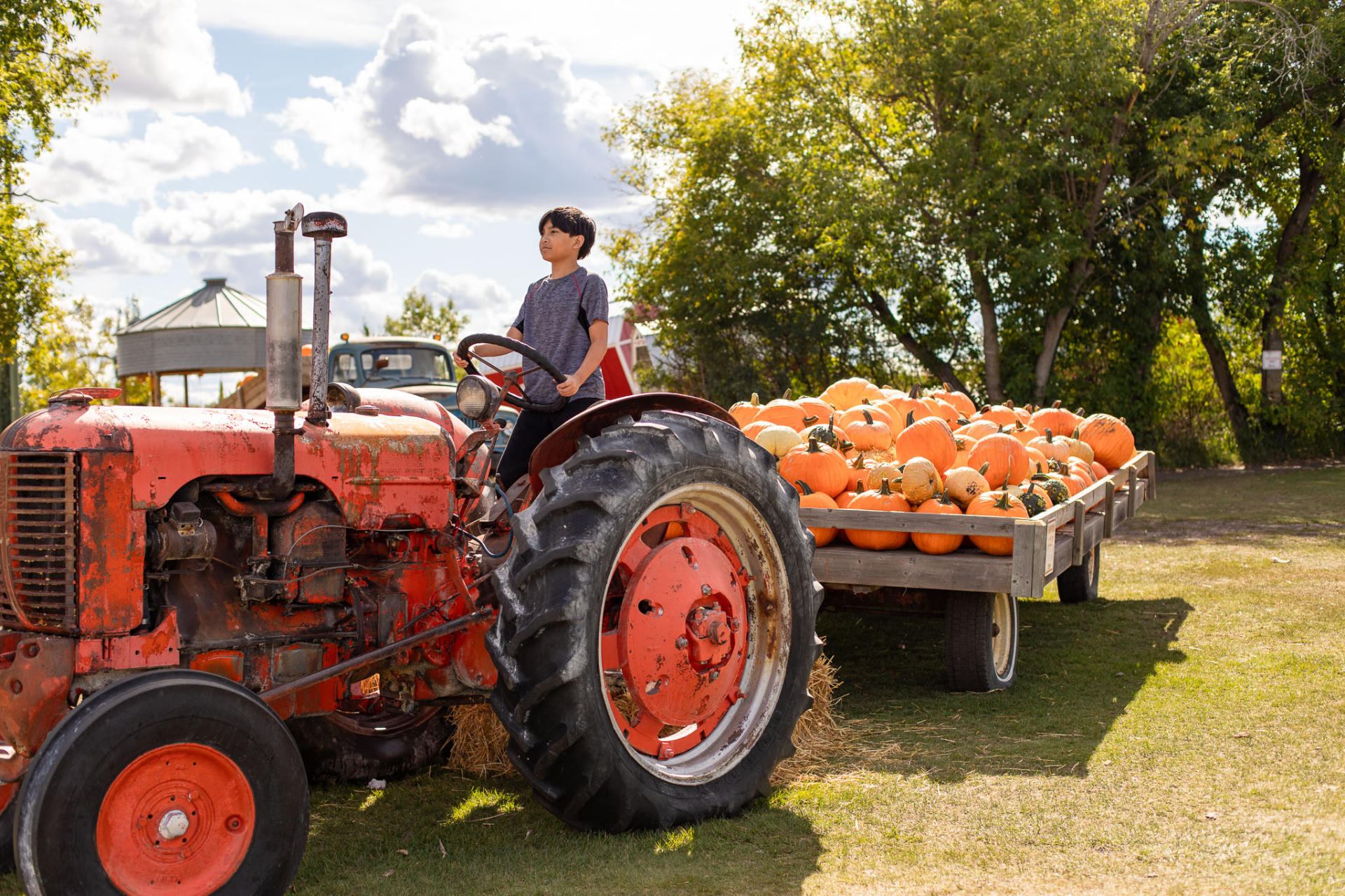 Person sitting on old red tractor pulling wagon loaded with pumpkins on farm.