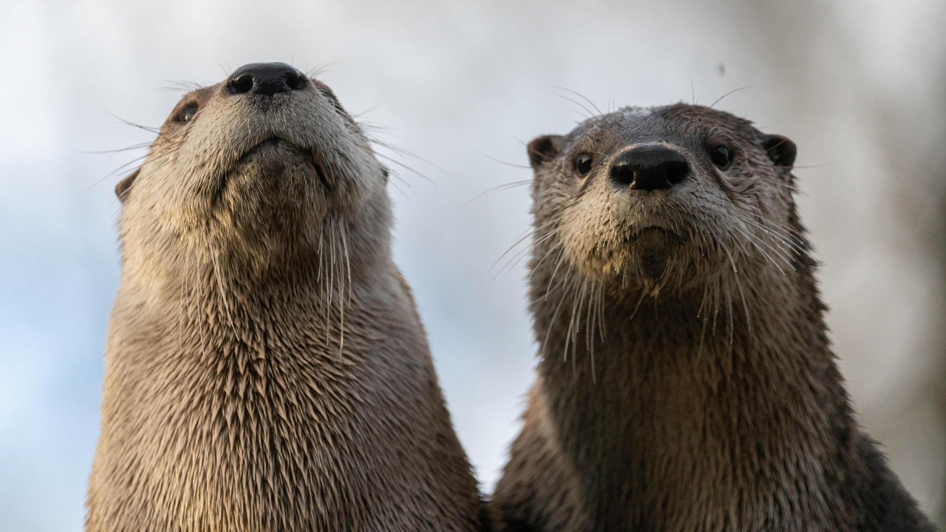 Two otters posing for the camera