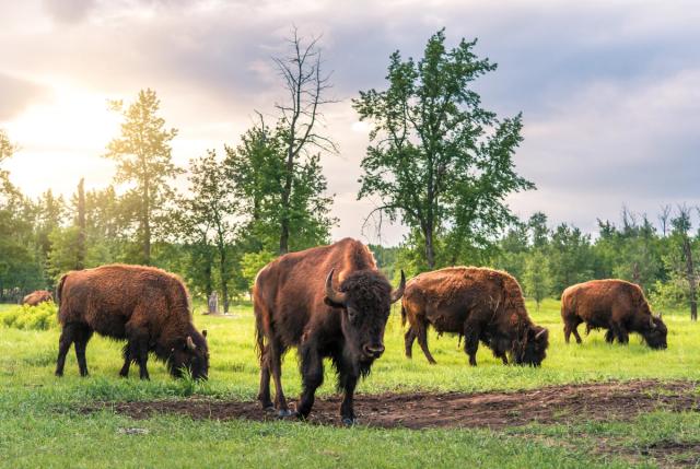 Bison in Elk Island National Park.