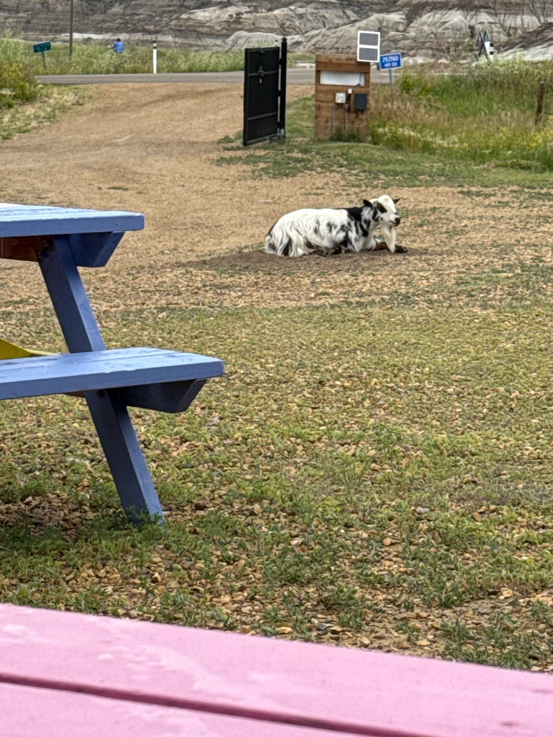Two dogs resting near a blue and pink picnic table in a grassy outdoor park setting.