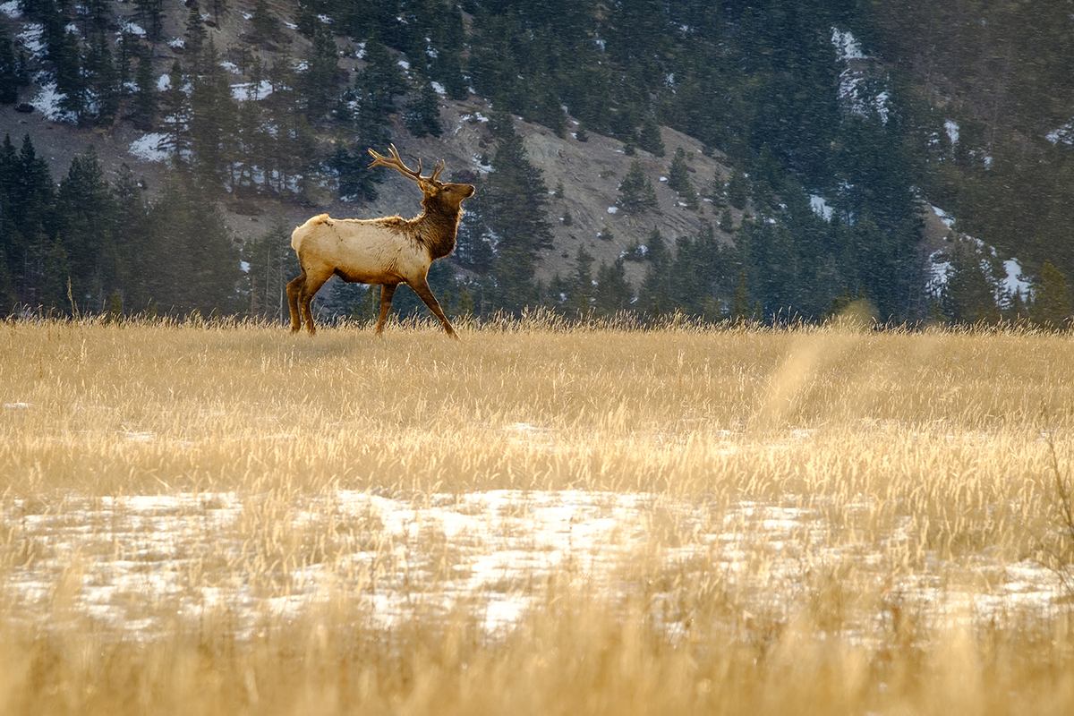 A rocky mountain elk in a field