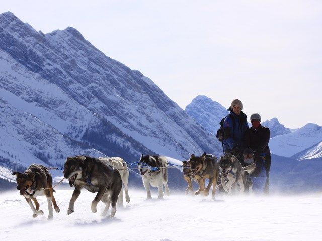 Howling Dog Tours Ltd. | Canada's Alberta thumbnail