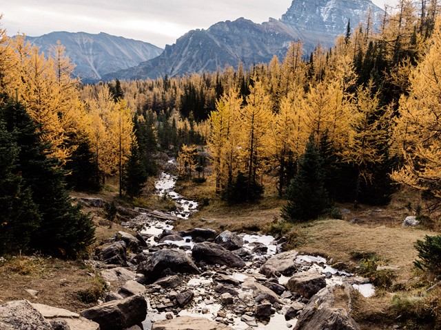 Rocky creek valley with autumn larch trees and mountain peaks in the background.