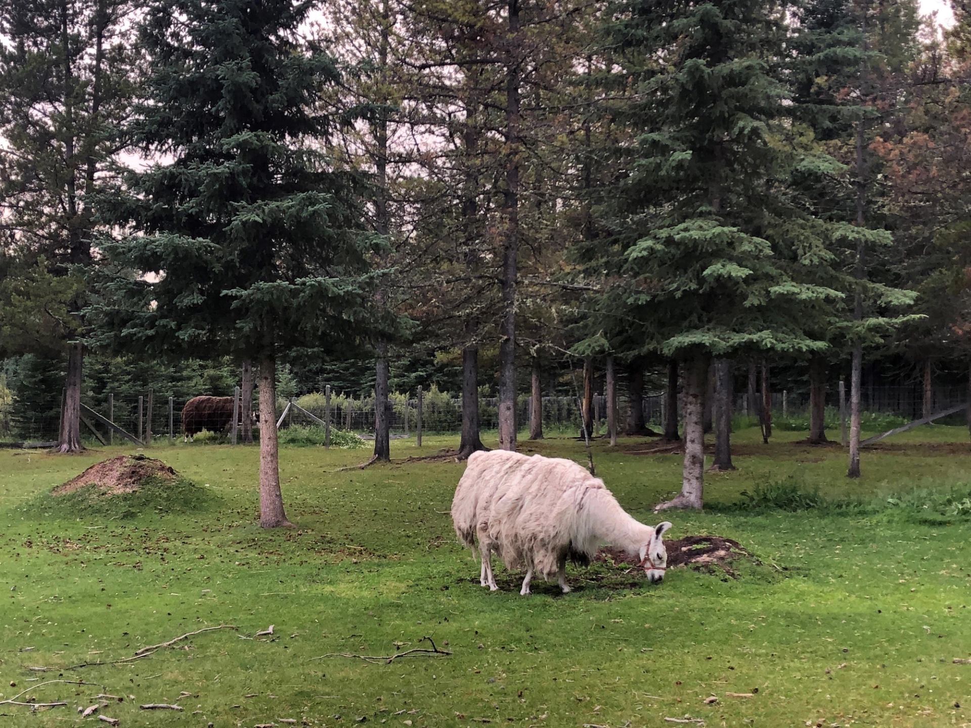 Yak grazing in forest clearing near Cheechako Cabins.