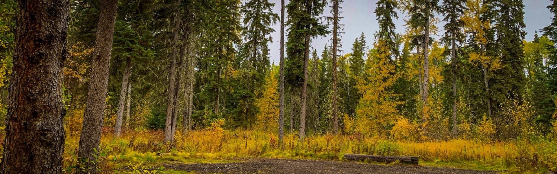 Forest with tall trees and vibrant yellow foliage on a clear autumn day