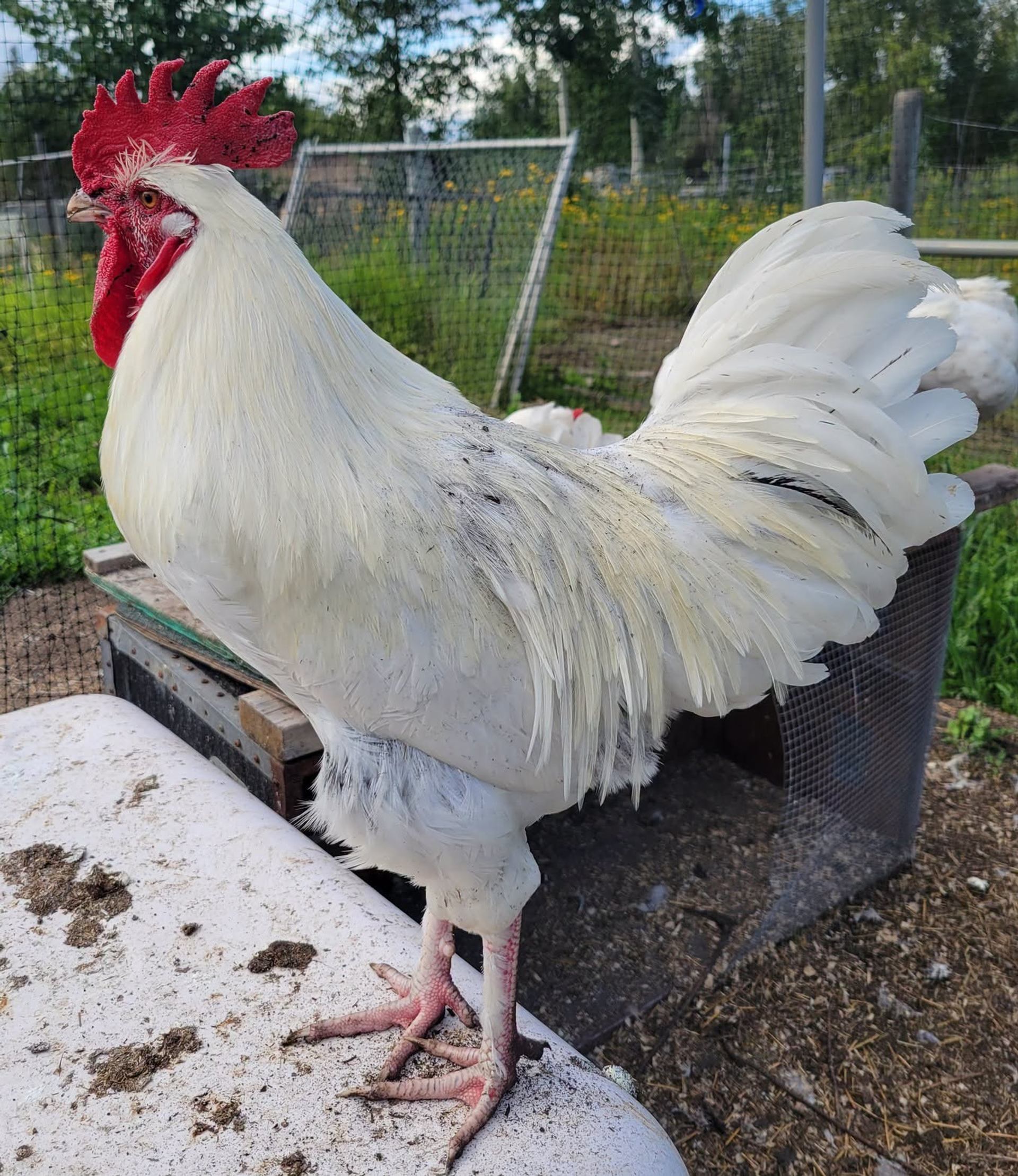A large white rooster stands on a perch inside a fenced outdoor enclosure with greenery behind it.