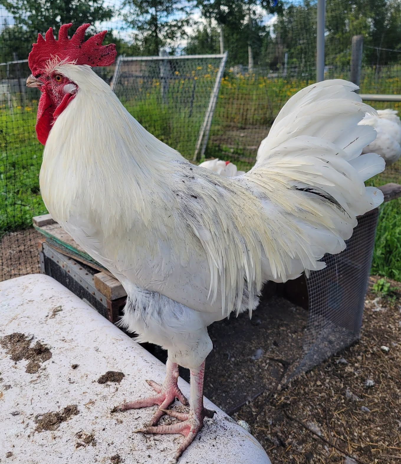 A large white rooster stands on a perch inside a fenced outdoor enclosure with greenery behind it.