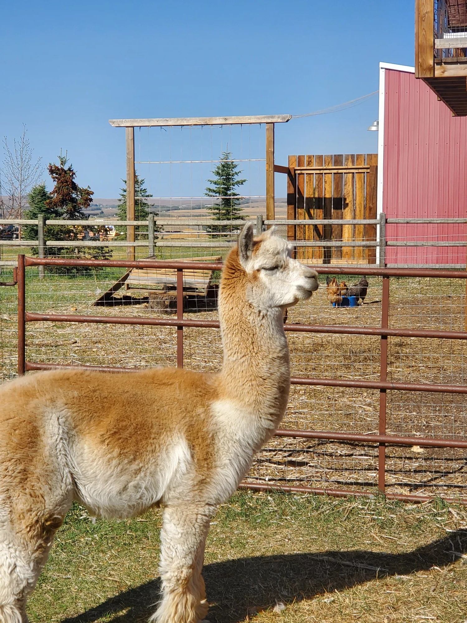 Light brown alpaca standing in a fenced farm area with a red barn and wooden gate in the background.