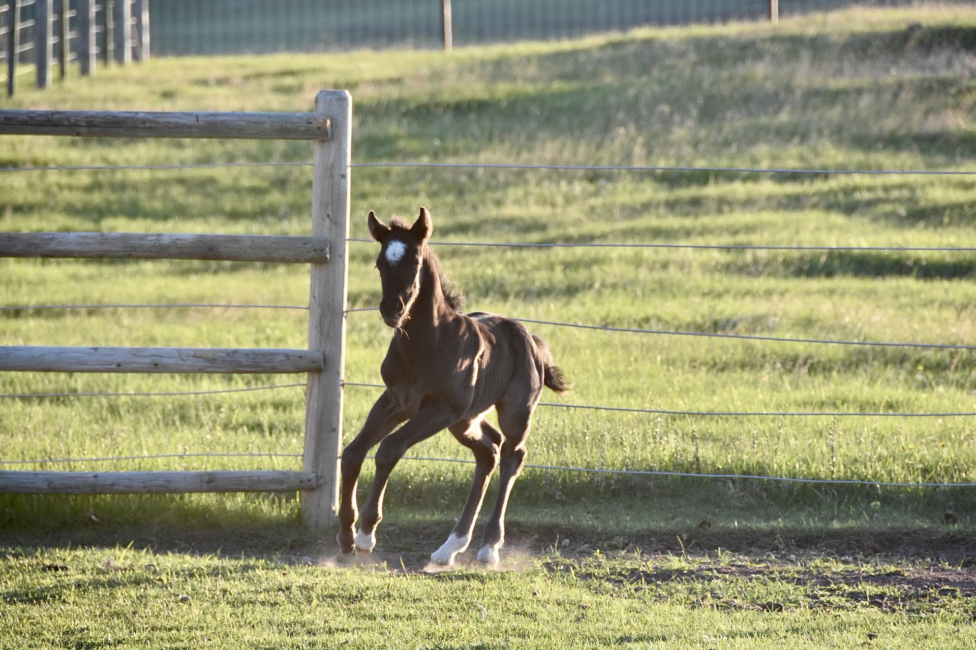 Dark foal with white markings runs on grassy paddock beside wooden fence.