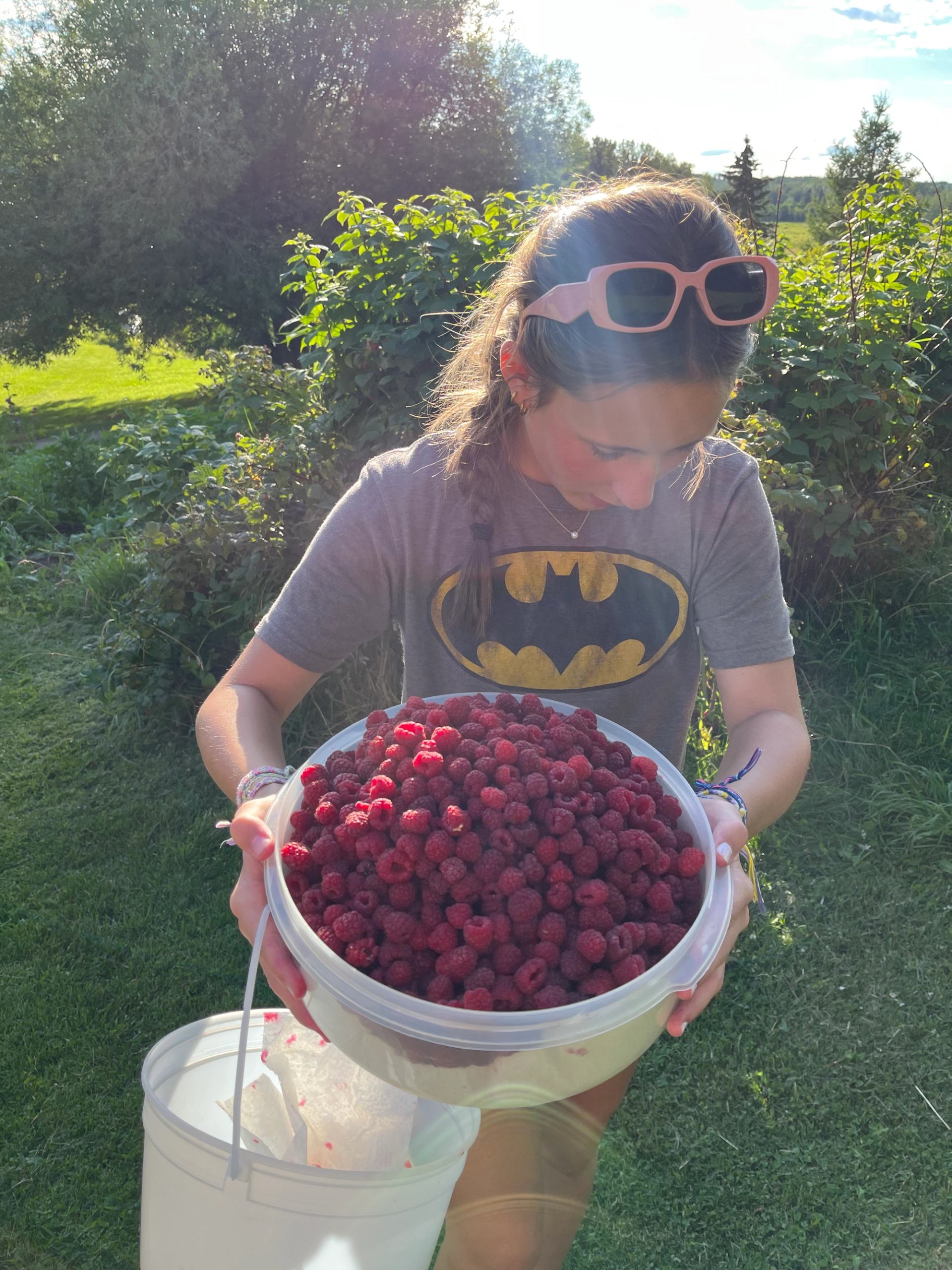 Person holding large container of freshly picked raspberries in a sunny garden.