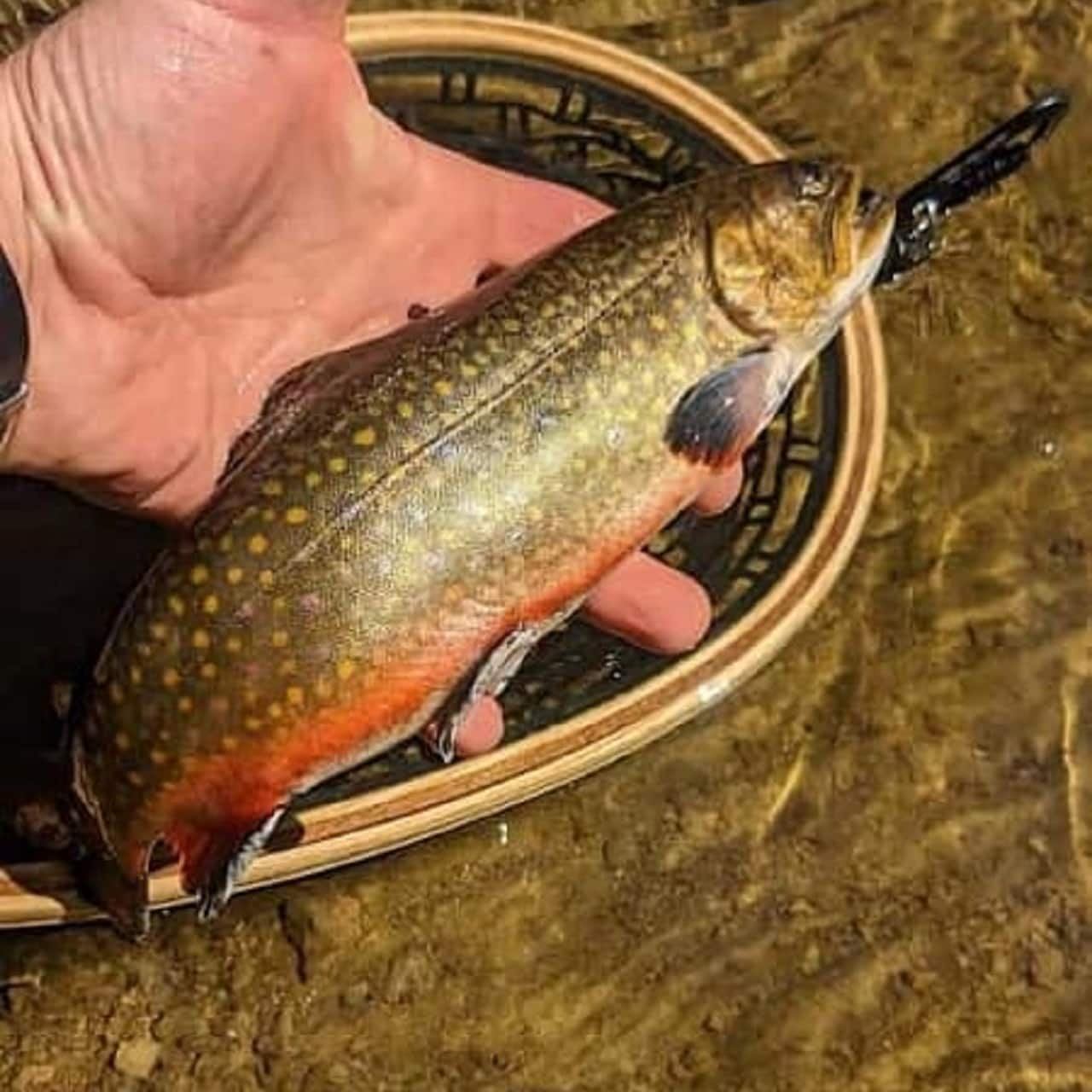 A hand holds a vibrant brook trout with orange and yellow spots and a red belly in clear water.