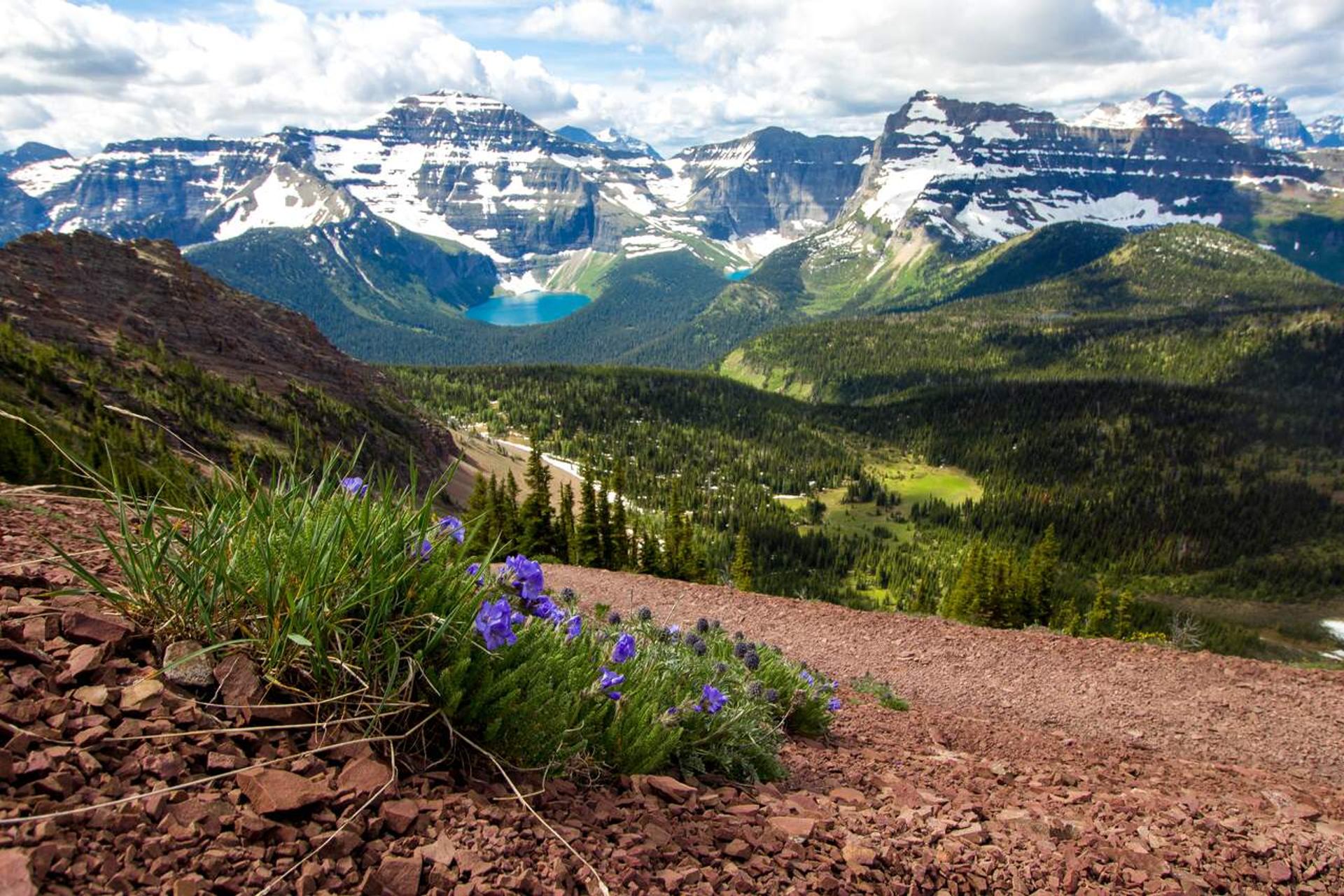Alpine wildflowers on rocky slope overlooking forested valley, turquoise lake and snow-capped mountains.