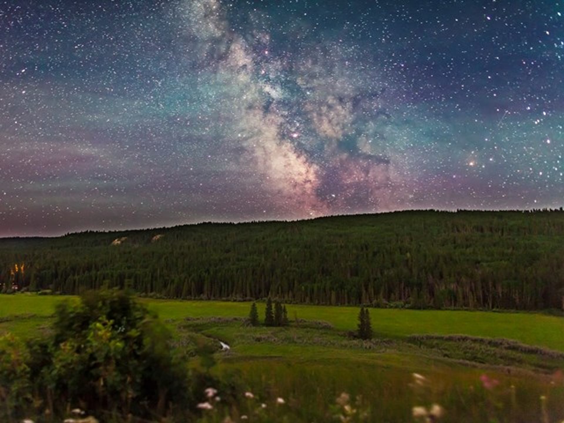 The Alberta sky is lit with stars above a field with a pine forest in the background.