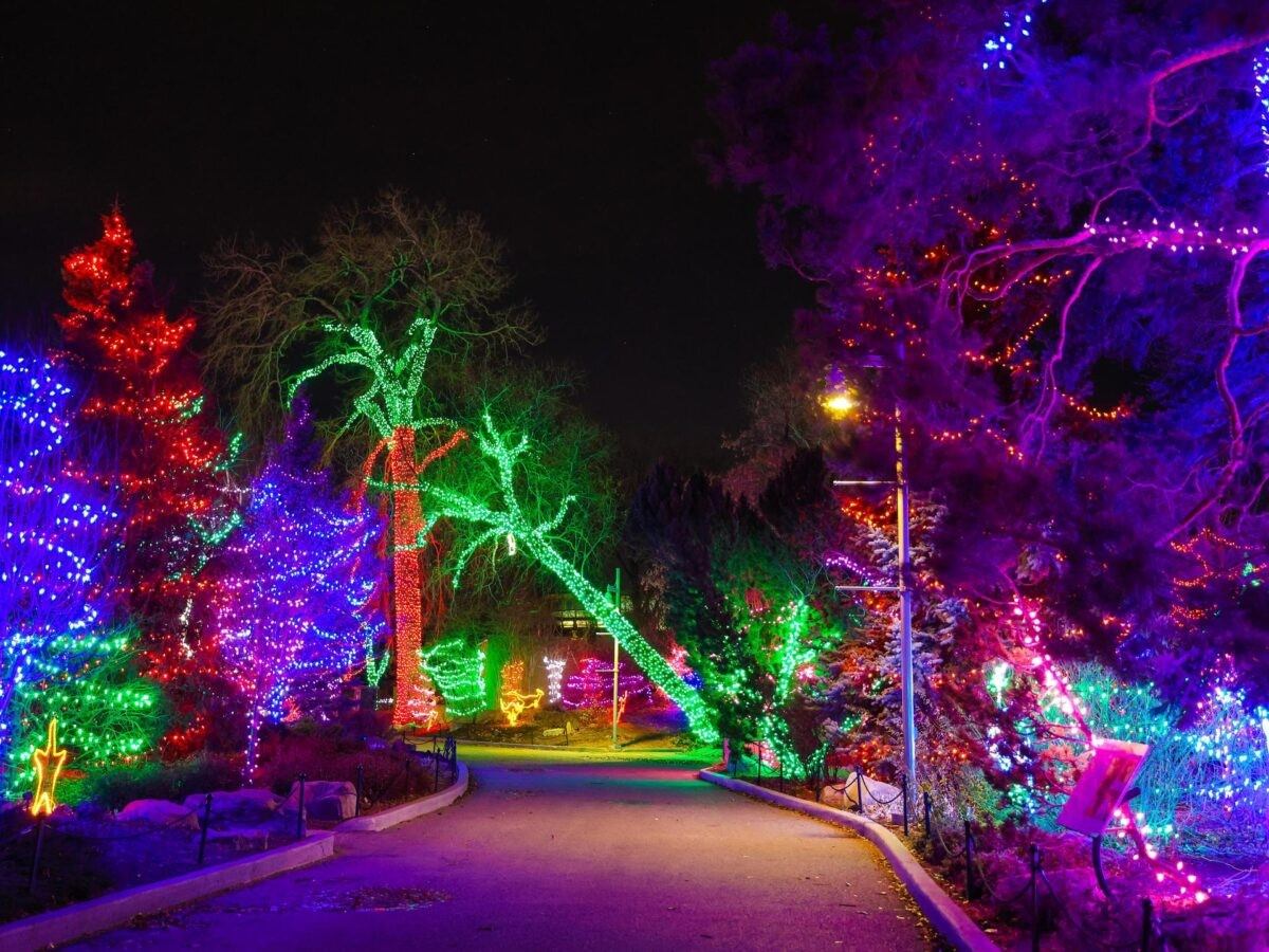 Colorful holiday lights wrapped around trees along snowy path
