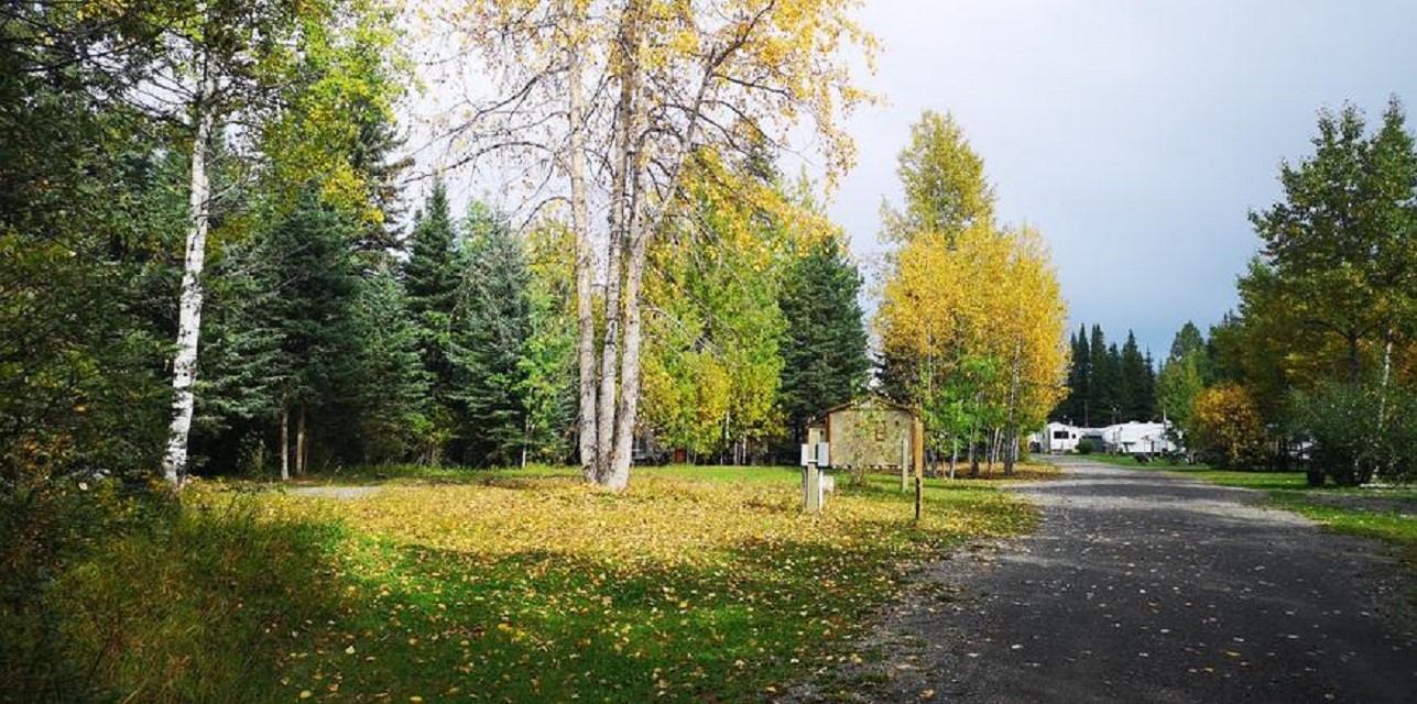 Tree-lined road with autumn leaves and distant RVs in a peaceful park setting.