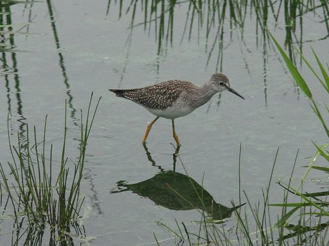 A small bird wades through shallow water among tall grasses and reeds.