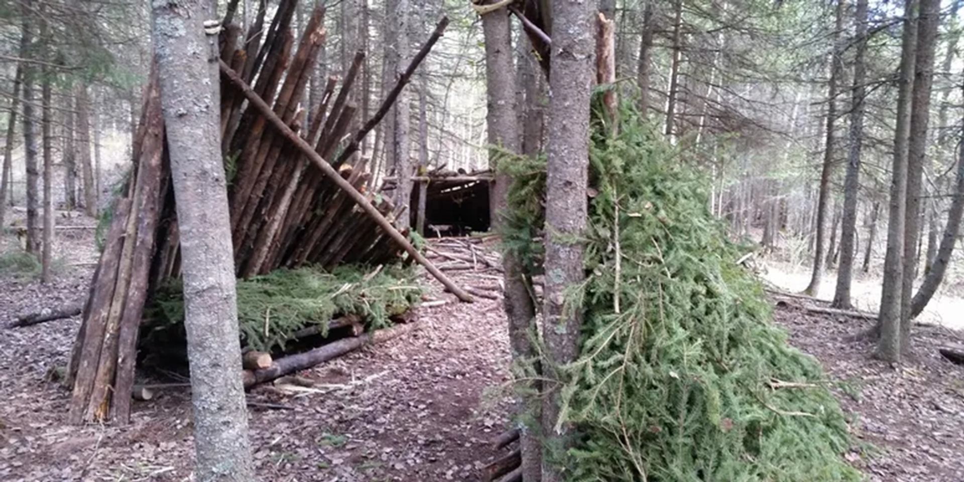 Forest shelters made from leaning logs and evergreen branches beside a dirt path.