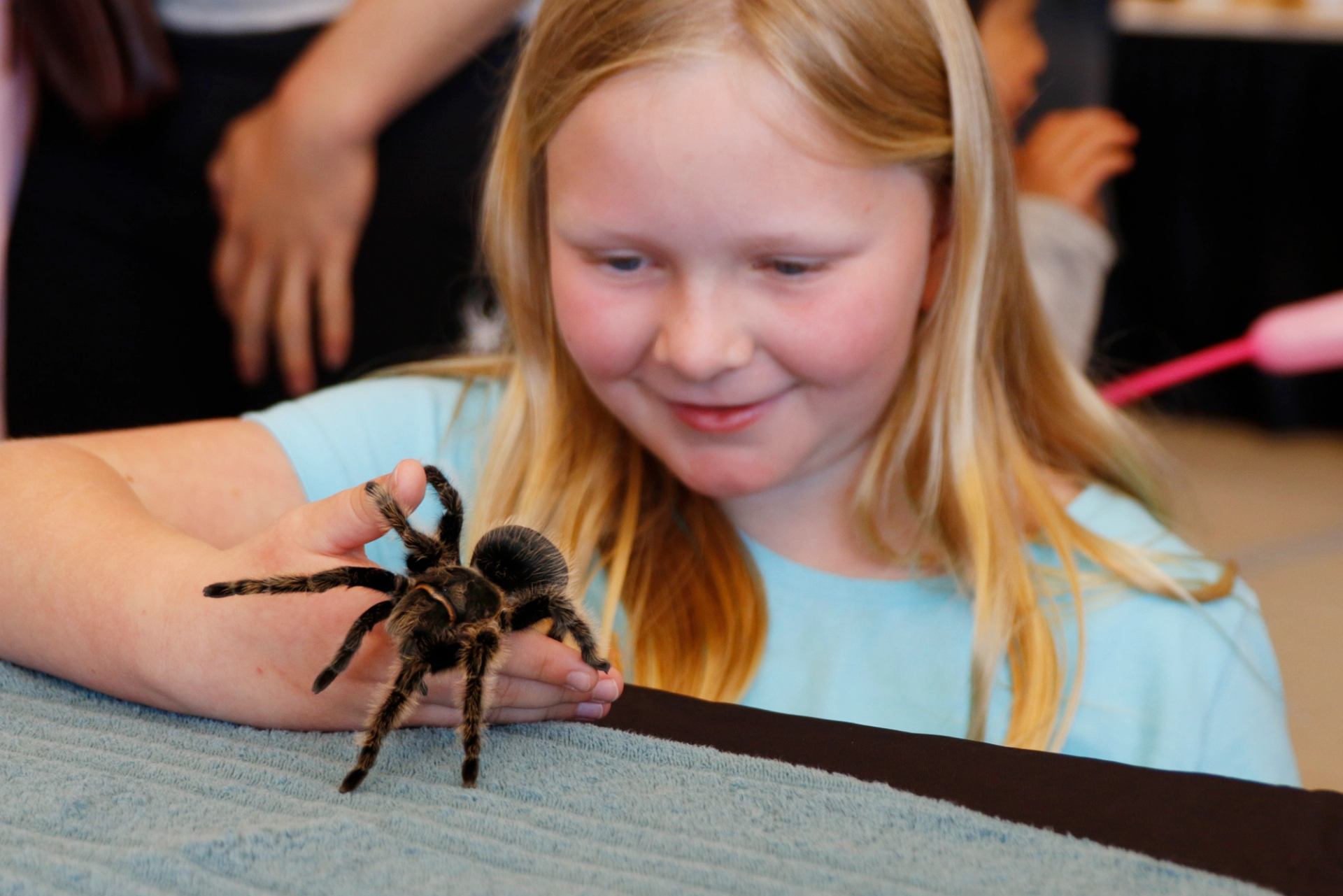 A child carefully holds a large tarantula on their hand at an animal exhibit.