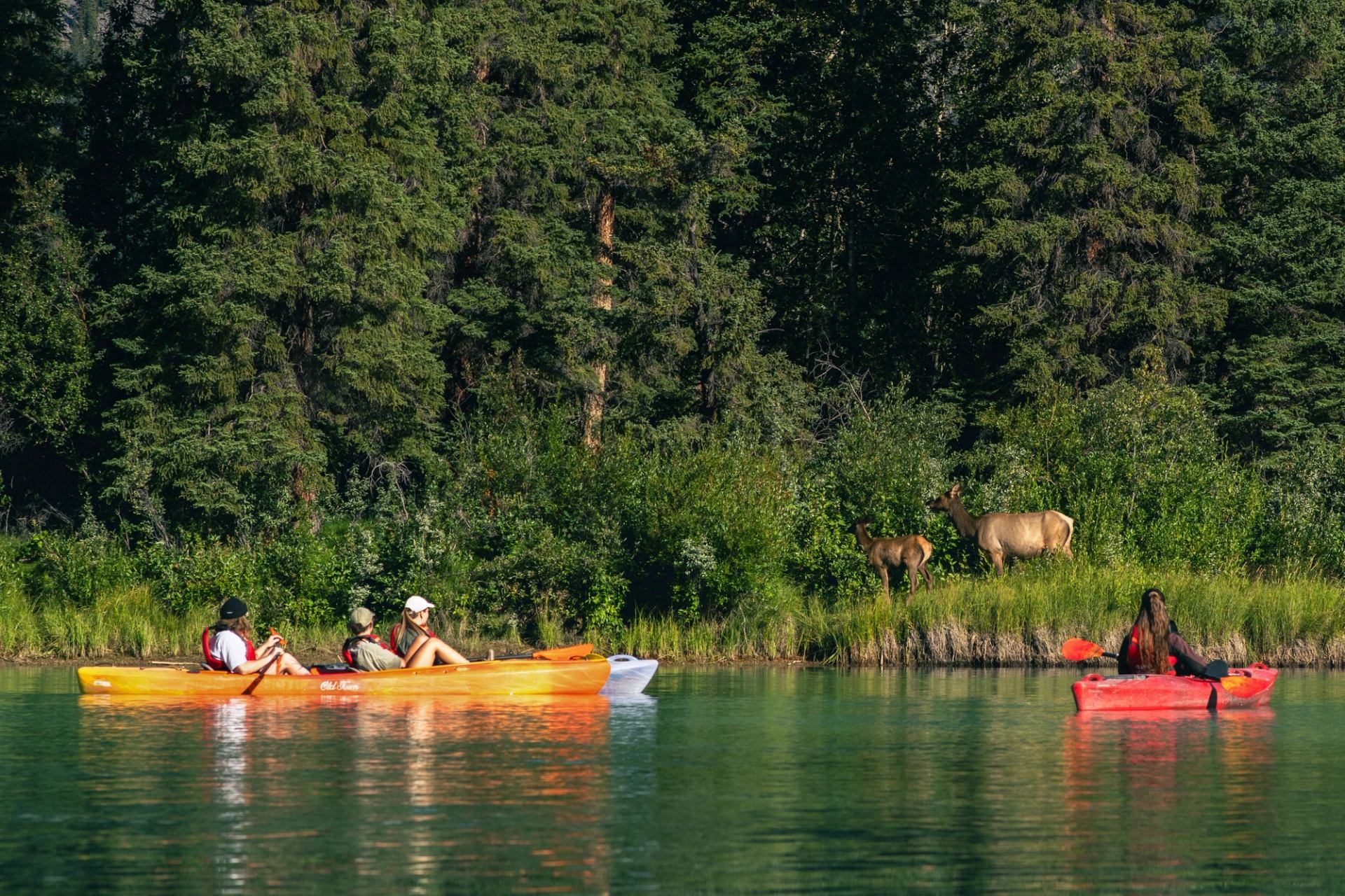 Three kayakers paddle near the forest’s edge while elk graze quietly on the riverbank in Banff.