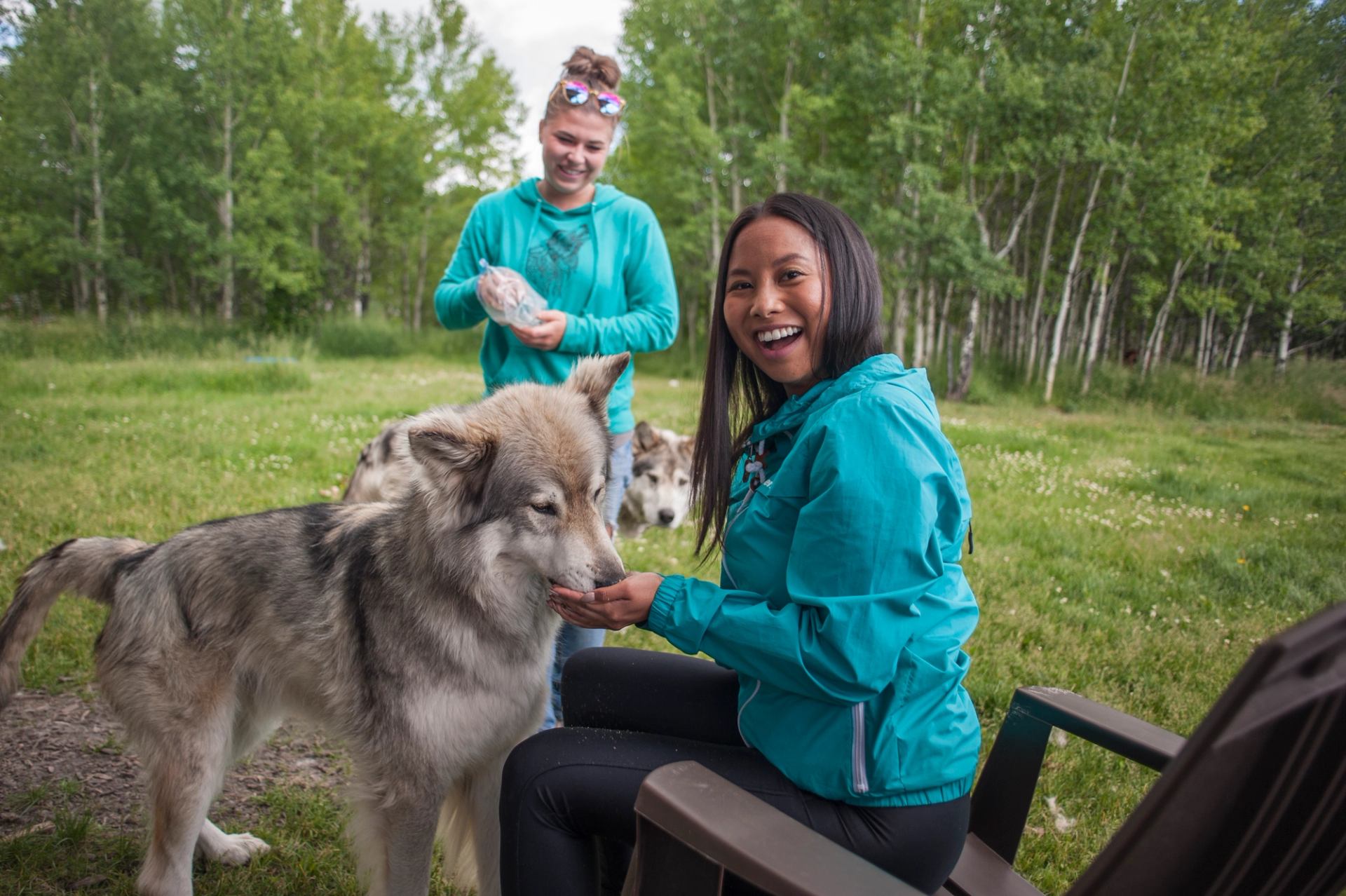 A women feeding a wolfdog a treat with the guide in the background.